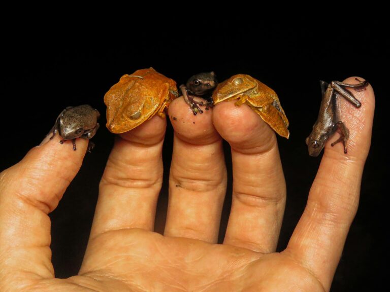 Bearish QCOM Stock Forecast 2035 - Featured image