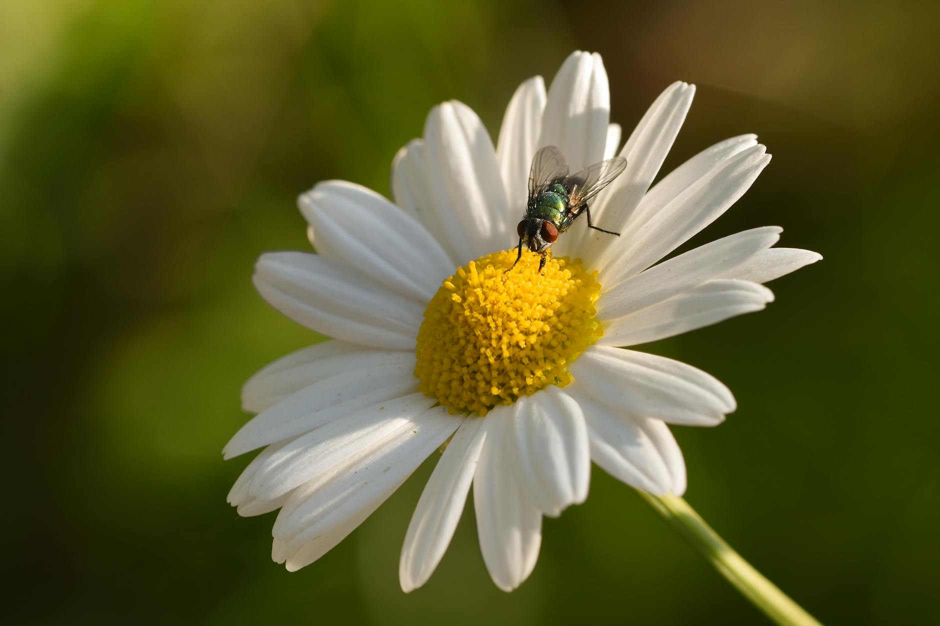 Can Adobe Stock Realistically Reach $2000 Per Share by 2030?