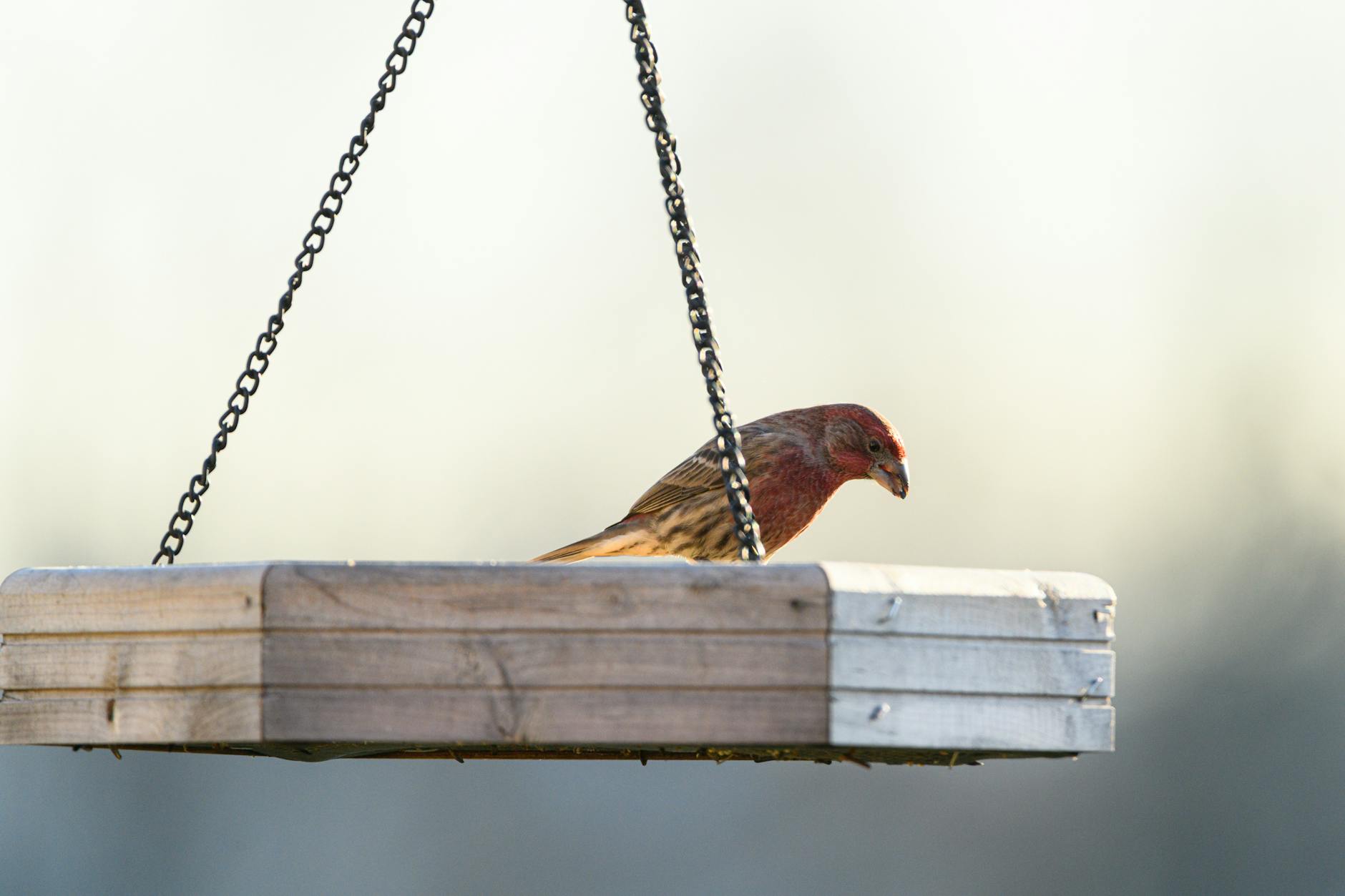 How Are Pennsylvania Snow Accumulation Totals Varying by Region?