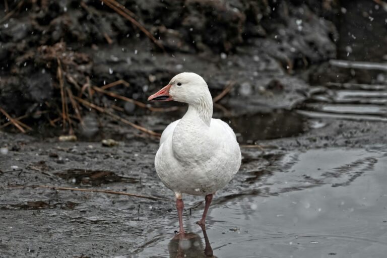 How Much Snow Is Expected in the Northeast Today - Featured image