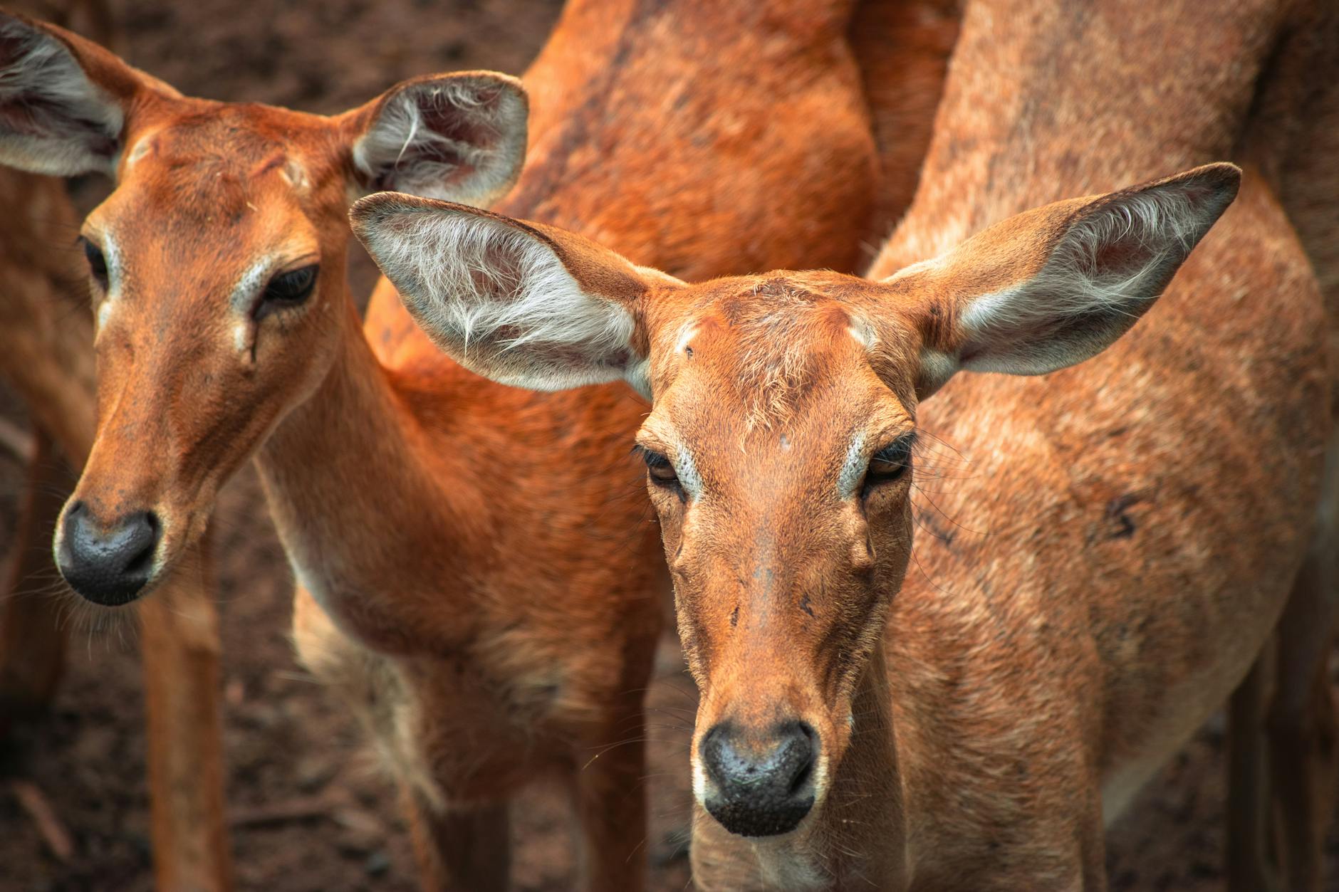 Is Adobe Stock Really Undervalued Compared to Other Enterprise Software Companies?