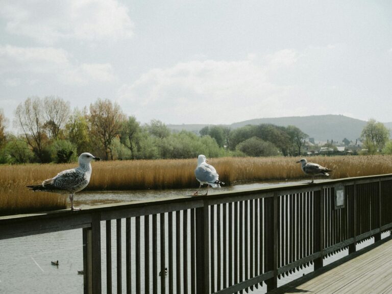 Is Adobe Stock Undervalued After Hitting a 52-Week Low - Featured image