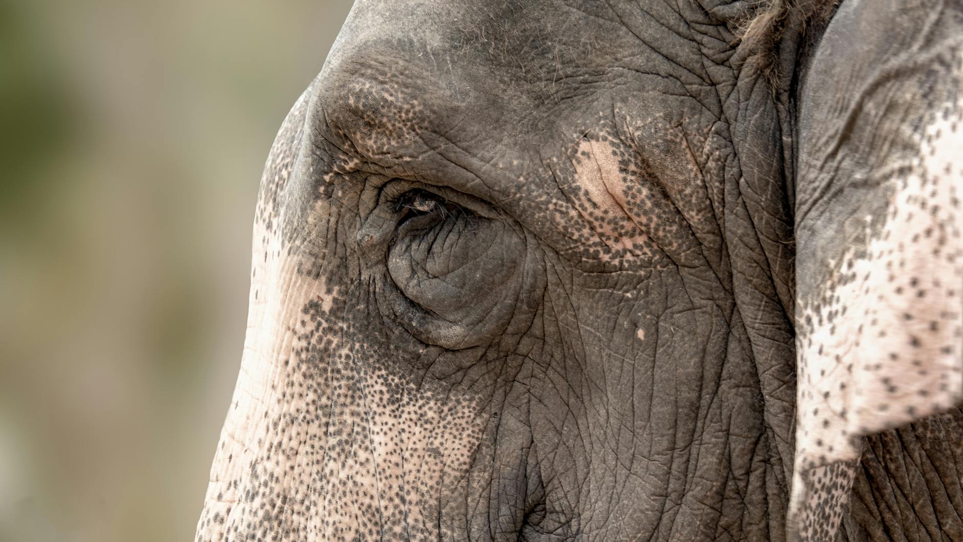 Is Adobe Truly Undervalued Compared to Other Blue Chip Technology Stocks?