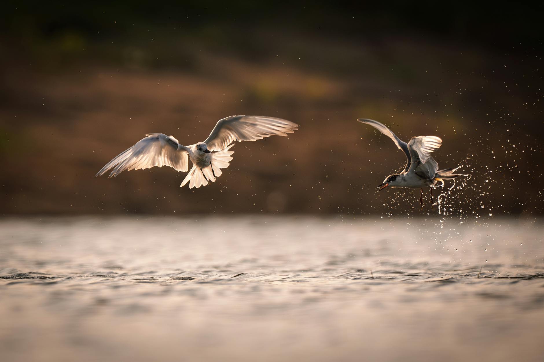 Recurring Revenue and Financial Stability of Salesforce