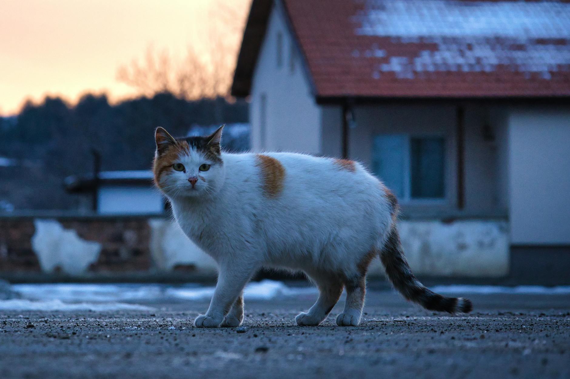 The Halving Cycle and Its Impact on 2035 Prices