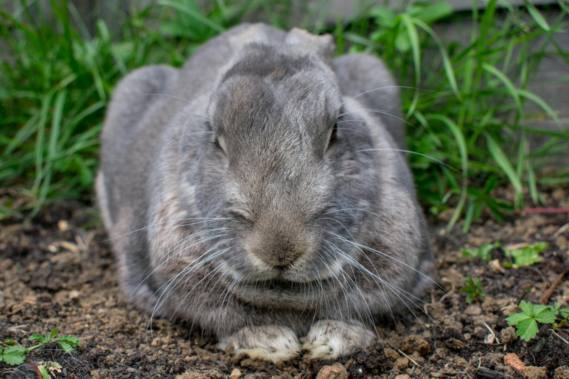 What Are the Grounds for Bankman-Fried's Appeal?