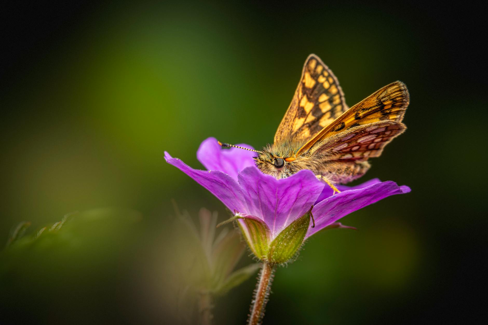 What Are the Specific Snow Totals Expected Across the Northeast Today?