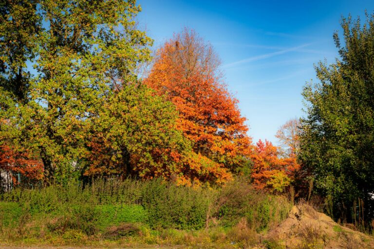 Why Adobe Is the Most Undervalued Stock as AI Competition Fears Fade - Featured image