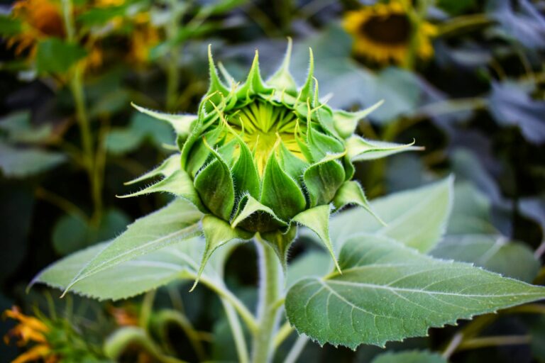 Why Did Adobe Stock Just Hit a New 52-Week Low - Featured image