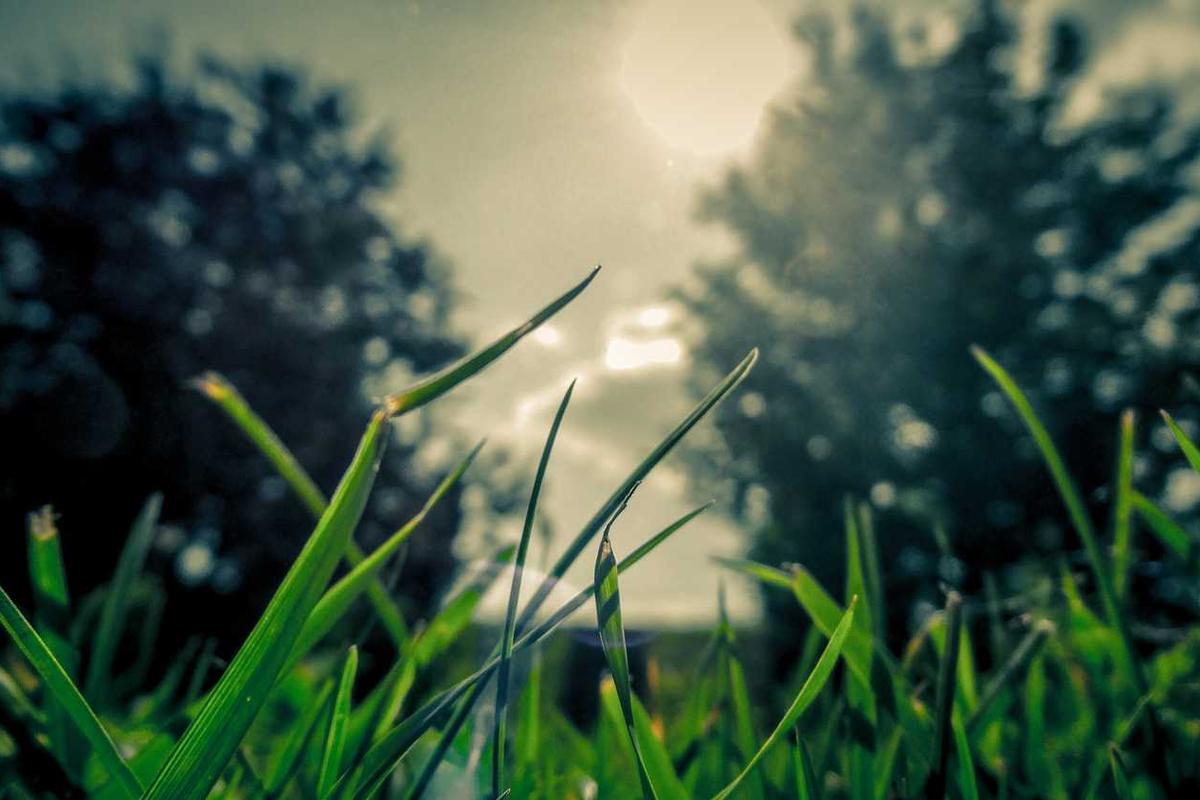 Illustration for Why Did Tesla Stock Go Down Today