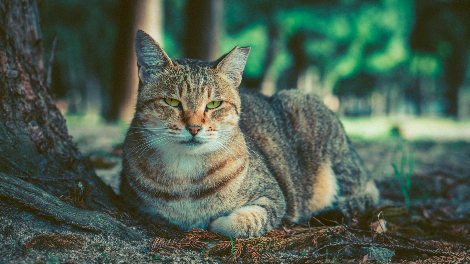 Why Has Adobe Stock Dropped to a 52-Week Low?