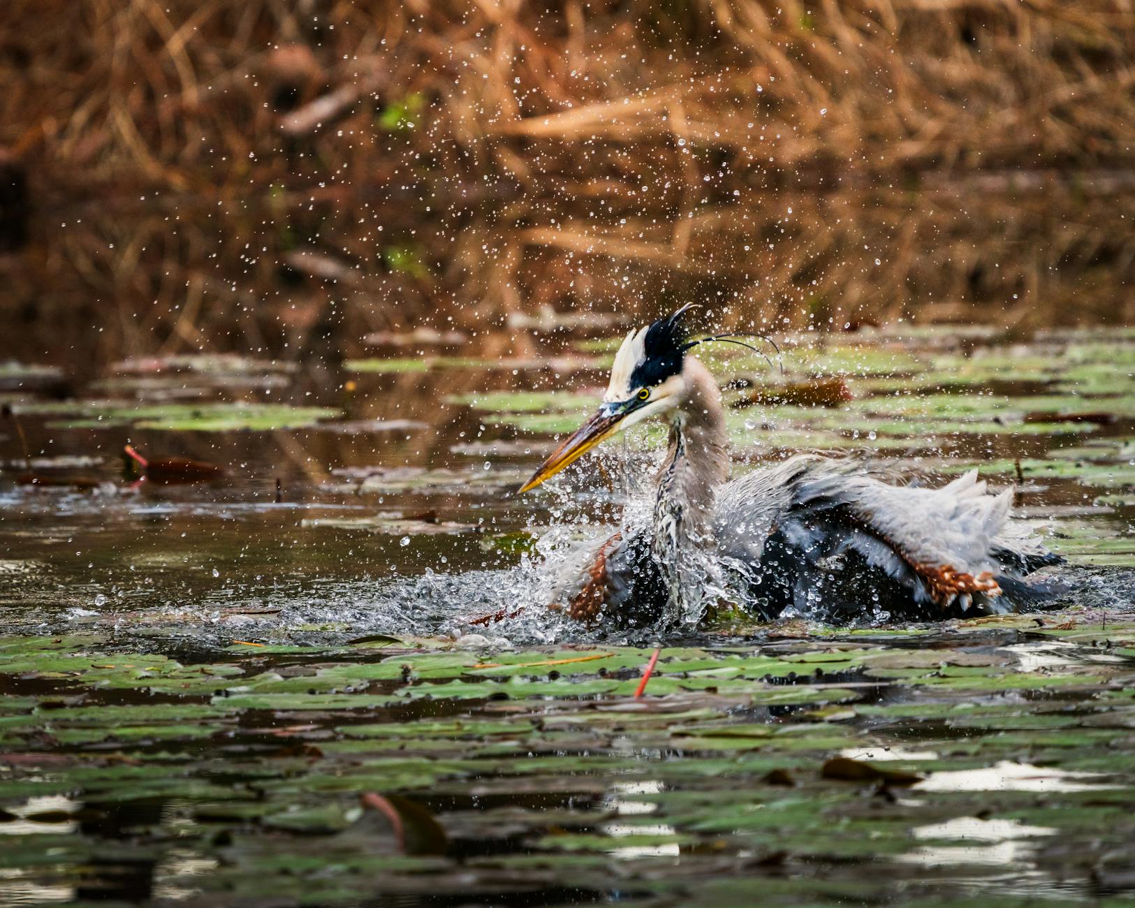 Why Is Adobe Stock Trading at a 30% Discount From Recent Highs?