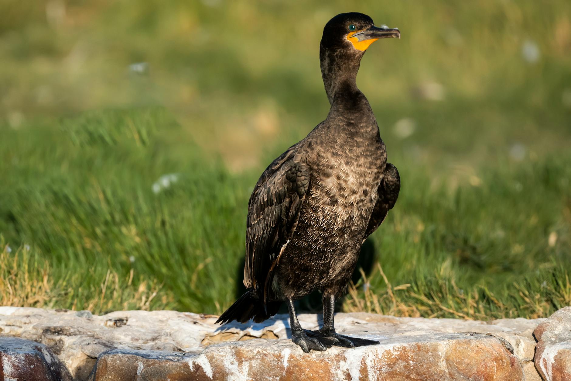 How Did Jeffrey Epstein's Connections Lead to the Downfall of the UK Ambassador Nomination?