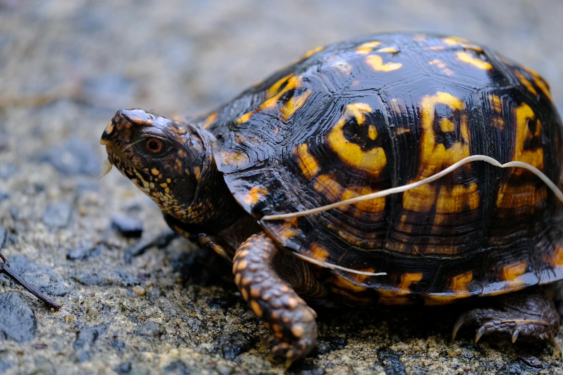 How Did the South Carolina Measles Outbreak Become the Biggest in Decades?