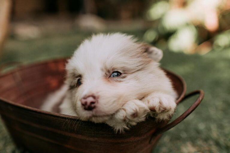 Puppy Bowl XXII Adds a Halftime Game Just for Senior Dogs - Featured image