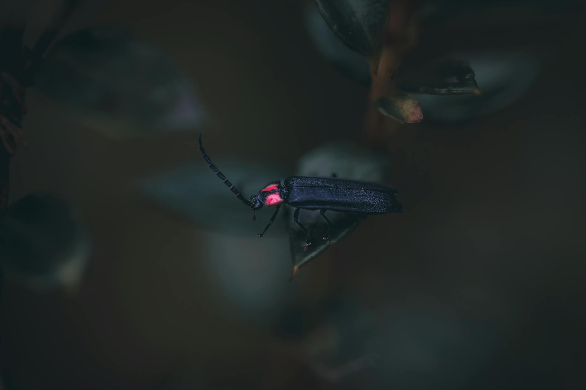 The AI Gamble: Can Firefly Change Adobe's Trajectory?