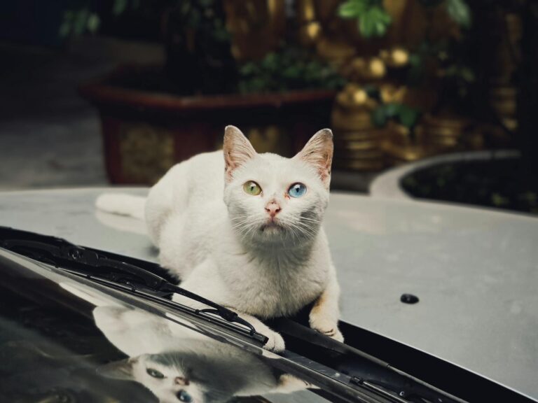 What Are the Odds That AAPL Stock Goes Up This Week? - Featured image