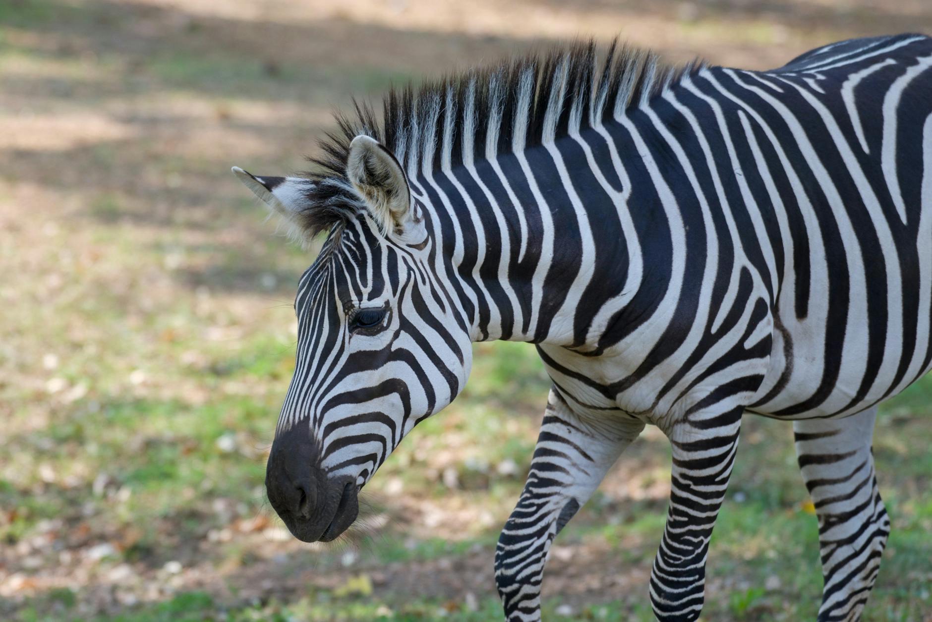 Why Did Paul Goldschmidt Re-Sign With the Yankees on a Reduced Deal?