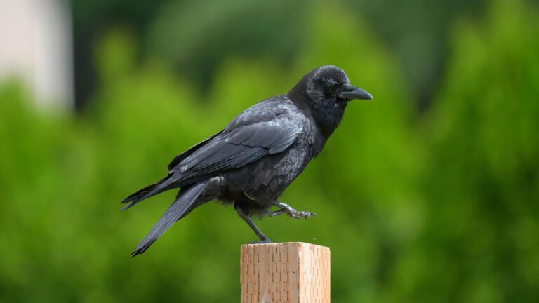 Why Is the Washington Post Falling Apart Right Now - Featured image