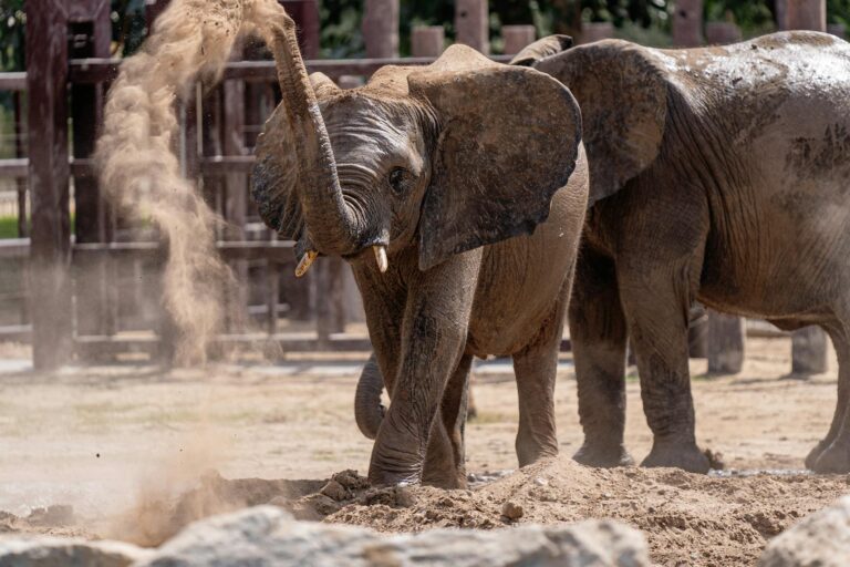 Drivers Left Waiting as Elephant Crosses Road Calmly - Featured image