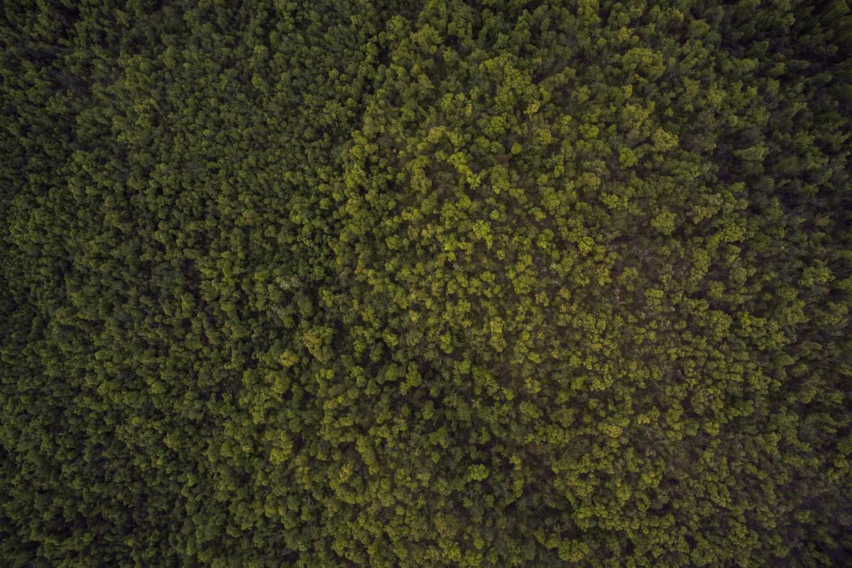 Illustration for Fact Check: Is a $2,090 Phone Bill Relief Coming in 2026? No. Here's What You Should Know.