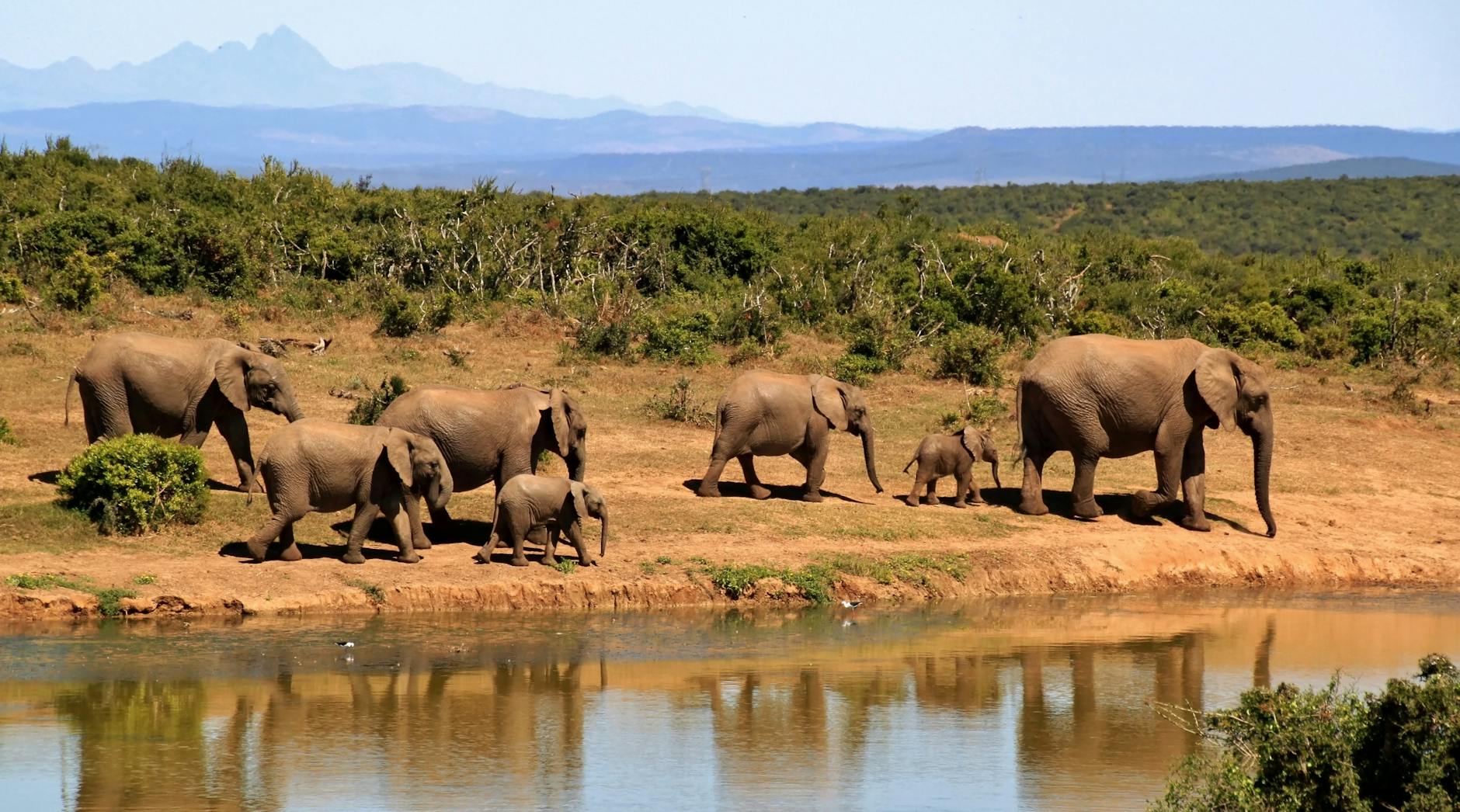 Herd Behavior and What Elephant Crossings Reveal About Ecosystem Health