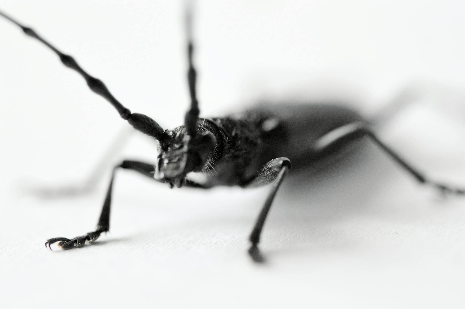 How Long Is Too Long for Nasal Congestion to Last?