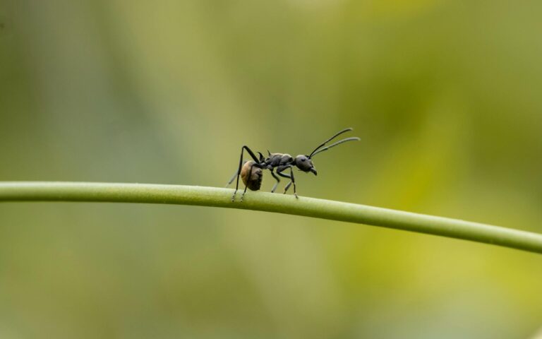 How to Get Rid of Ants Without an Exterminator - Featured image