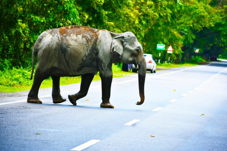 Massive Elephant Walks Through Road Without Concern - Featured image