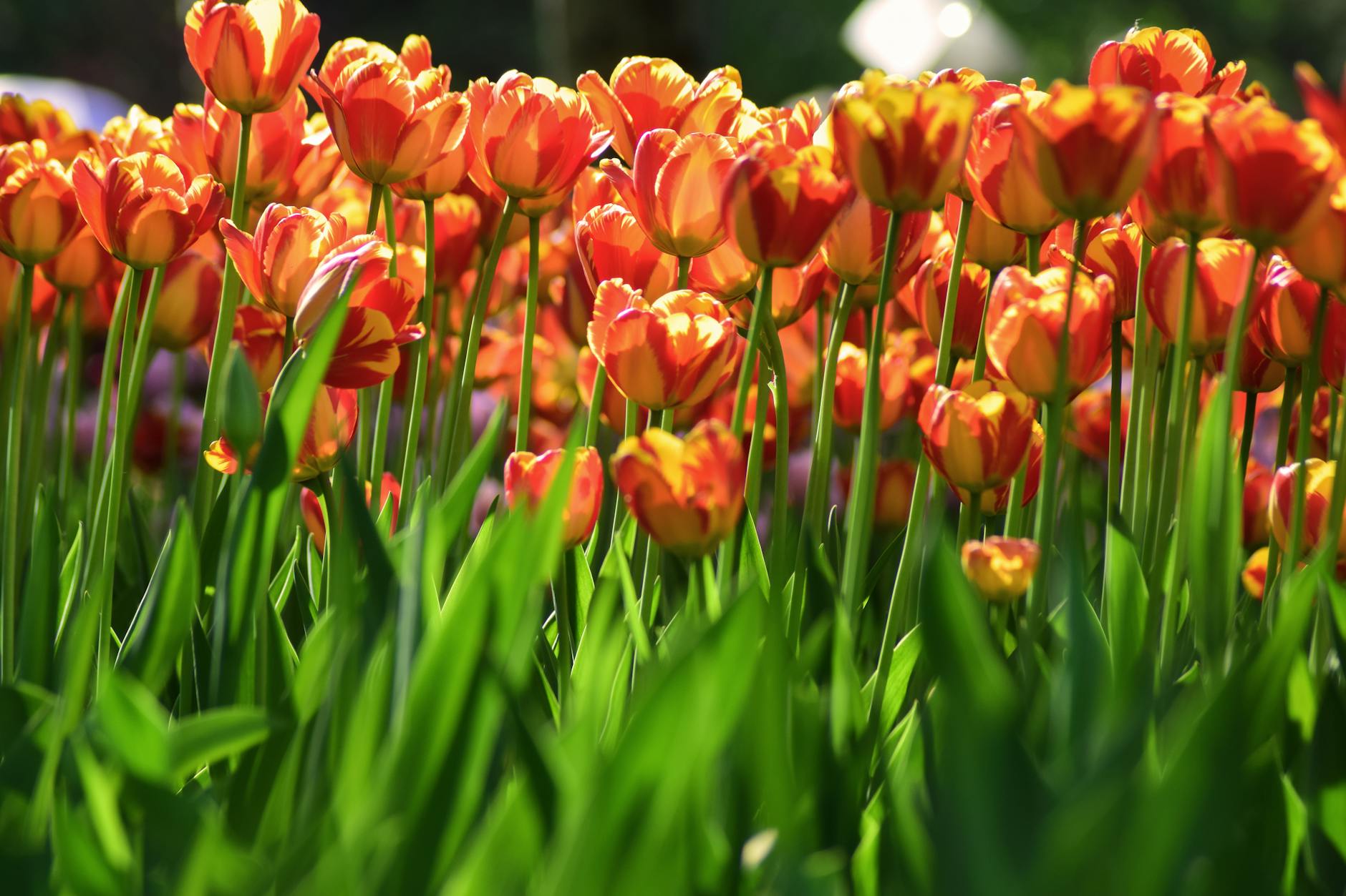 Separating Ethylene Producers from Ethylene-Sensitive Produce