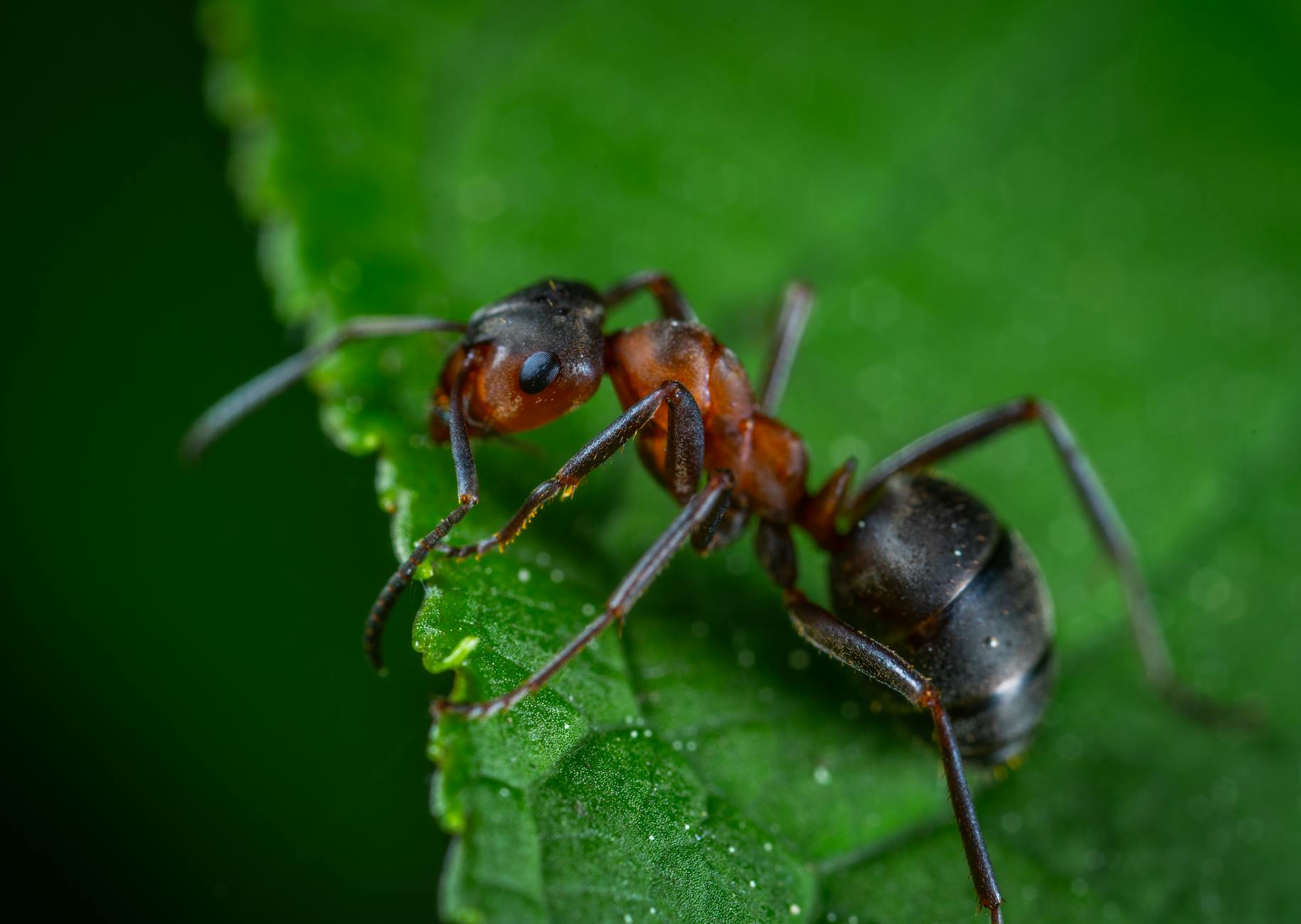 The Difference Between Killing Ants and Solving the Root Problem