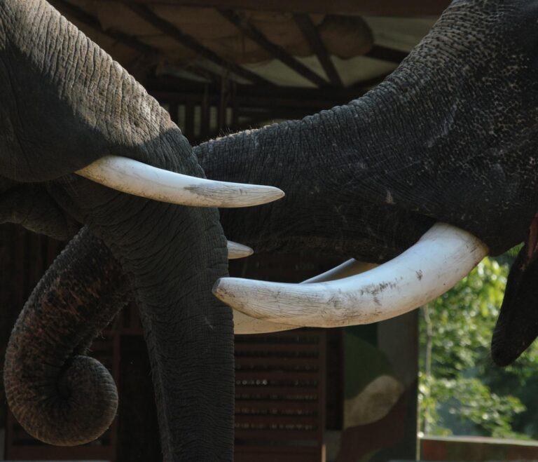 Video of Elephant Interaction Gains Millions of Views - Featured image