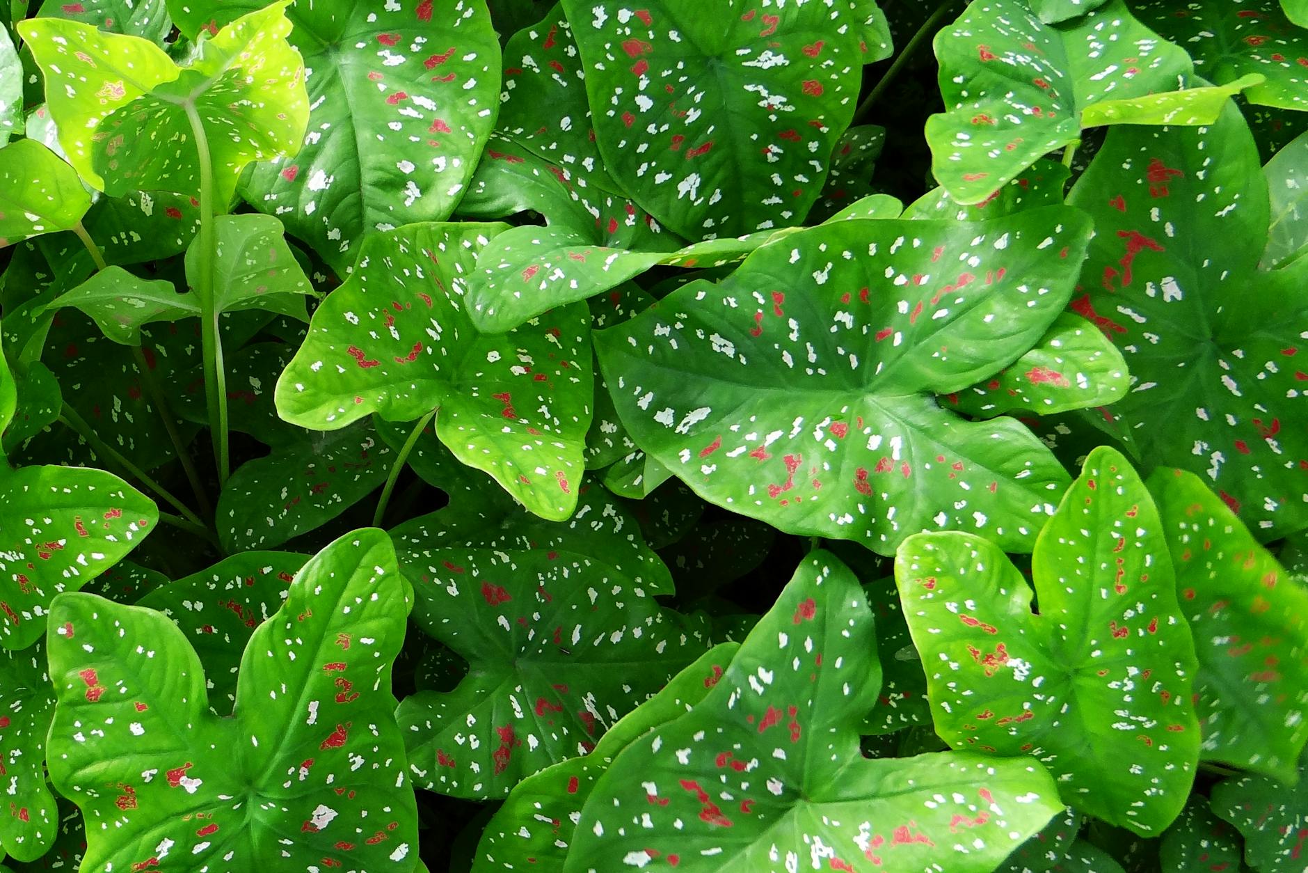 What Happens If You Touch Poison Ivy or Brush Against It in Your Yard?