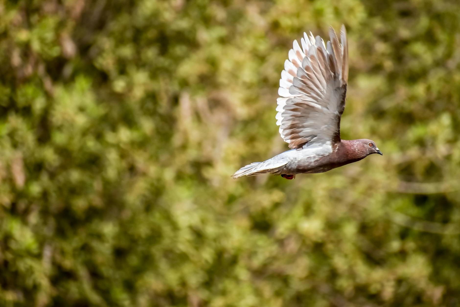 Why a Specific $2,565 Payment Claim Is Always a Red Flag