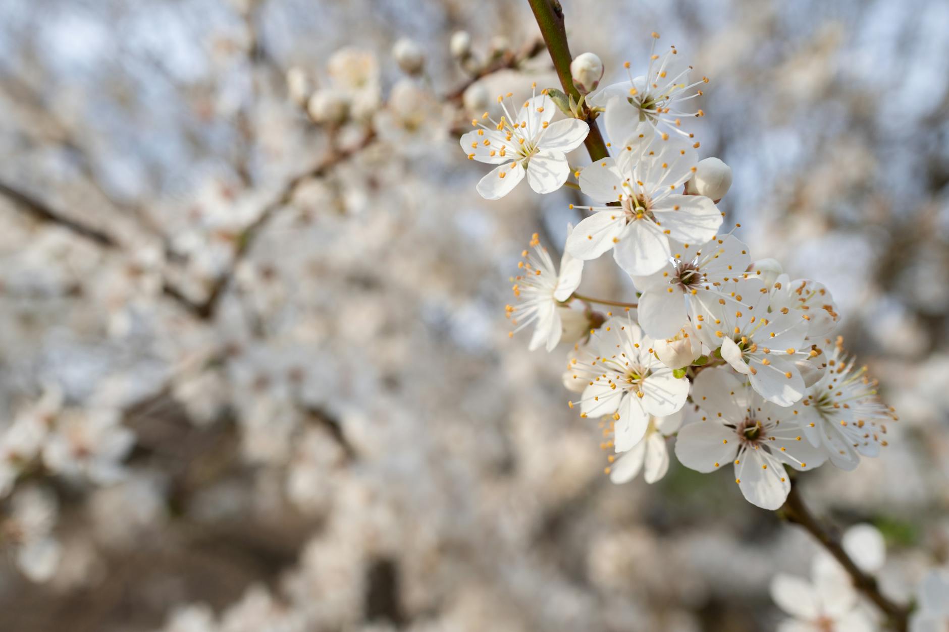 Why the $4,540 and April 15 Claims Are Fake