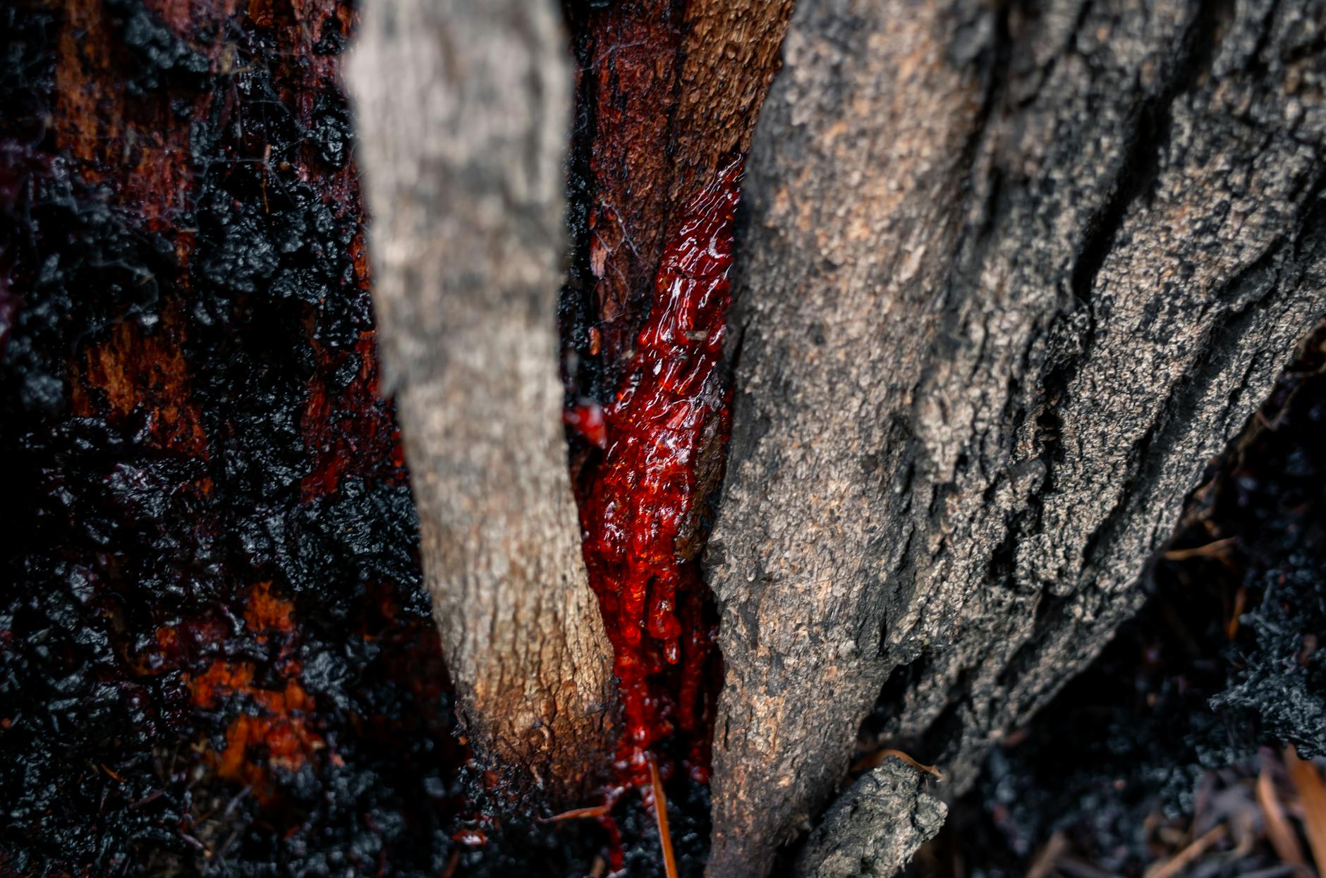 Why Tree Sap Damages Paint and the Importance of Quick Action