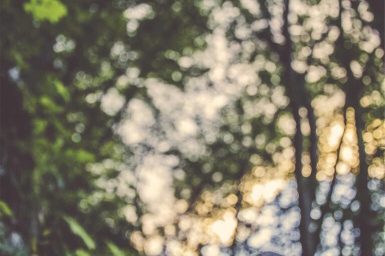 Best Bars with Food in San Jose CA - Featured image