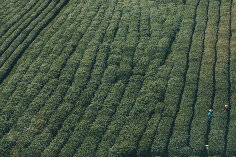 Best Sushi in ZIP Code 95112 - Featured image