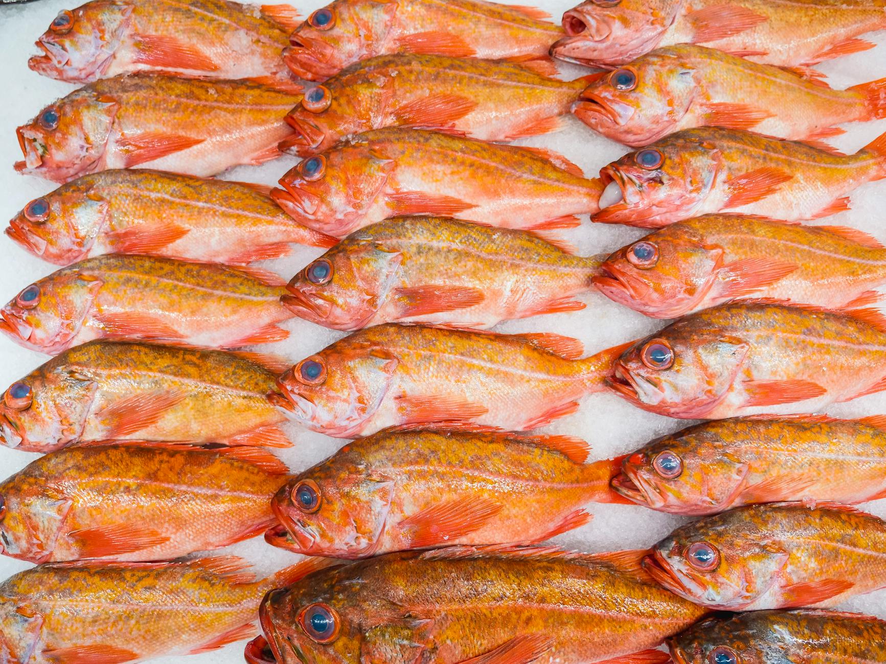 Seafood and Fish Options Around Sheepshead Bay