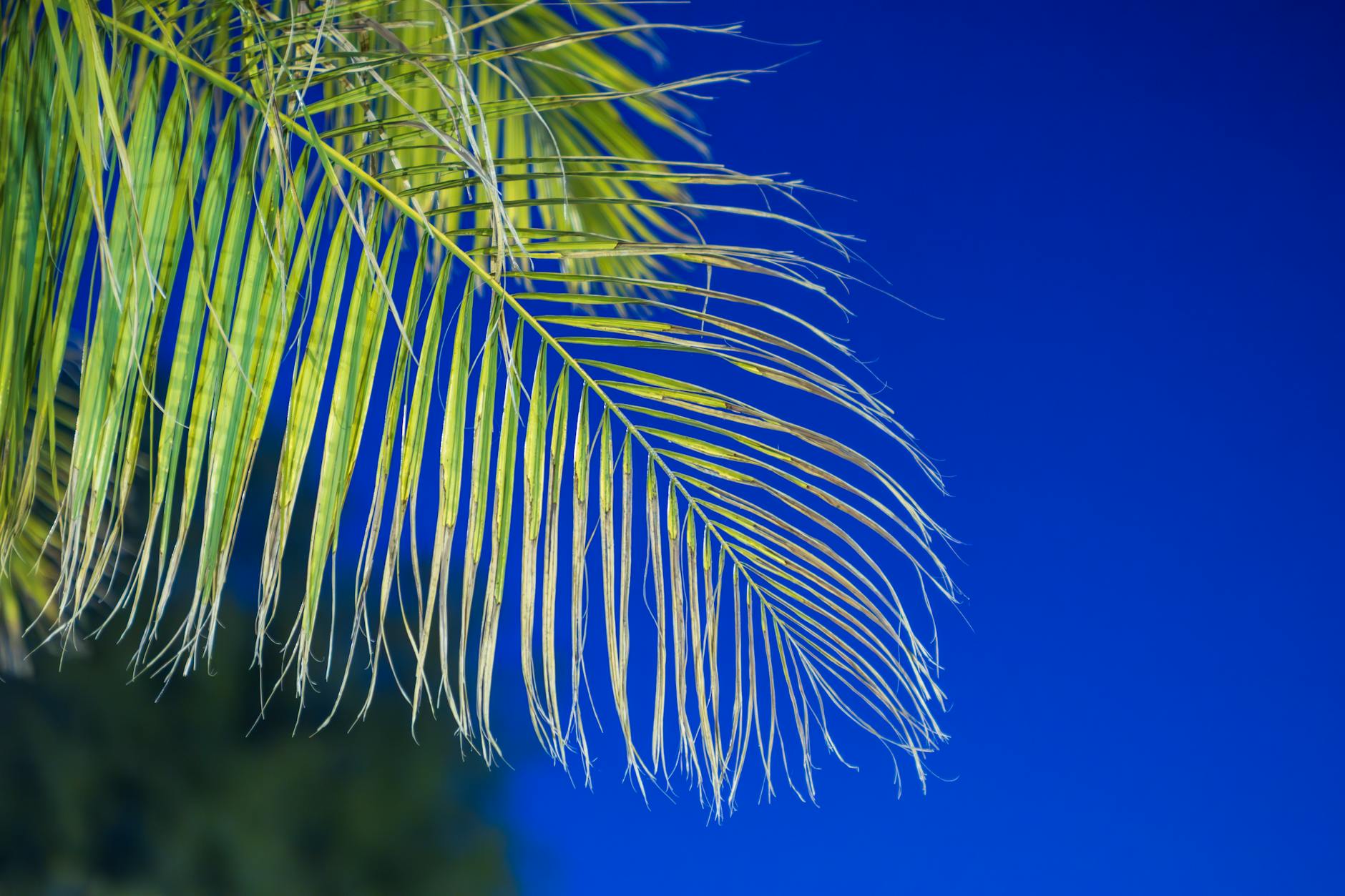 WHAT MAKES CARIBBEAN RESTAURANTS IN JAMAICA, QUEENS DISTINCTIVE?