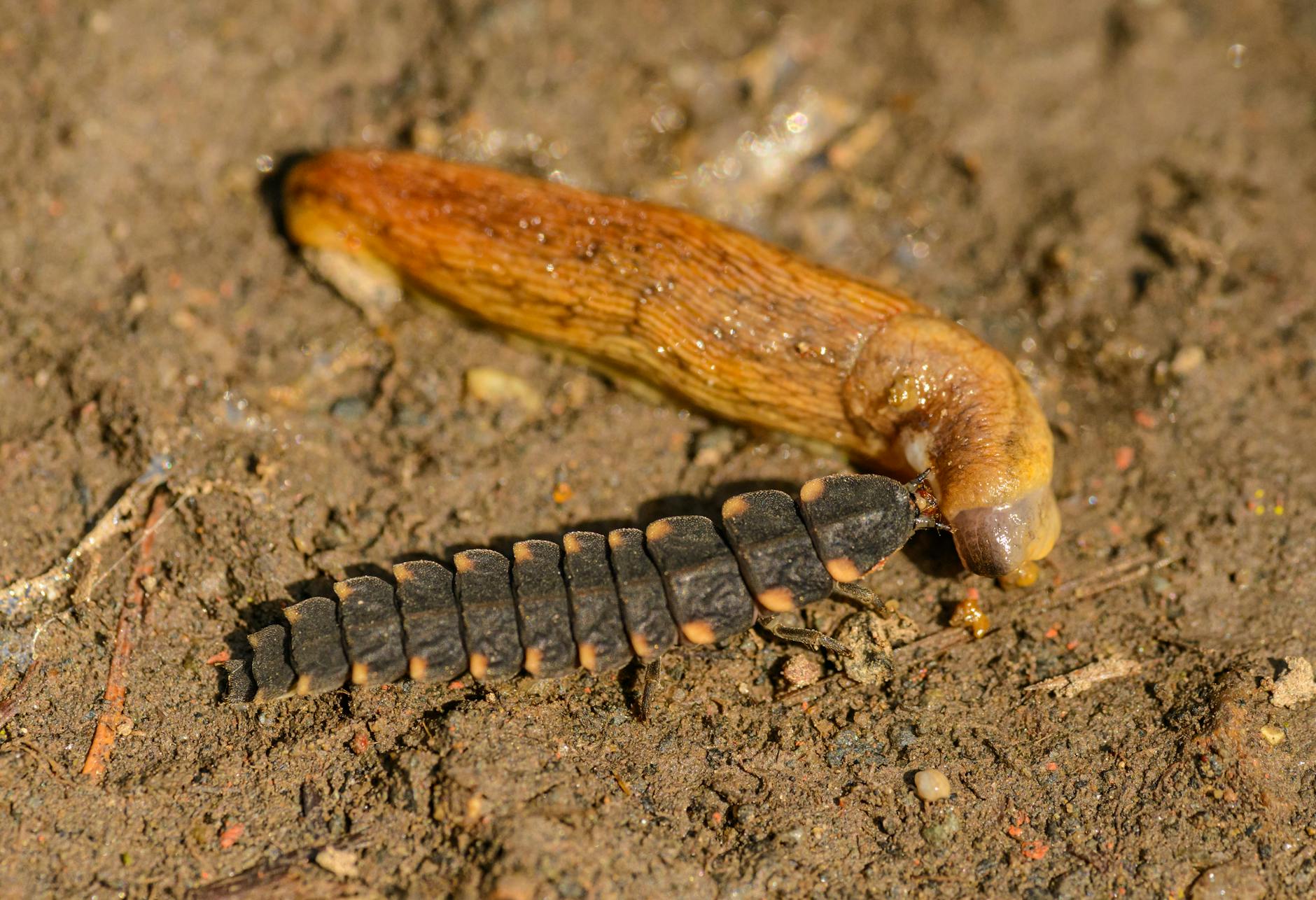Choosing the Right Worm Species and Initial Investment