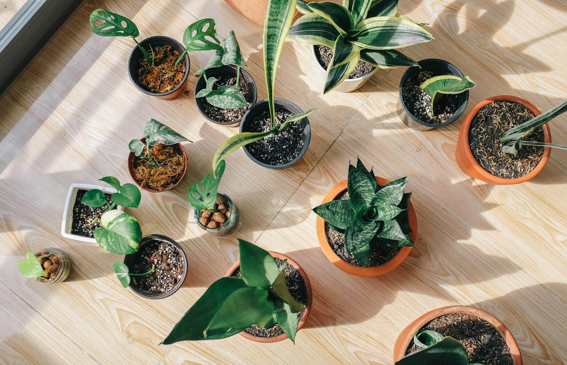 Common Houseplants Known for Sweet Water-Induced Scents