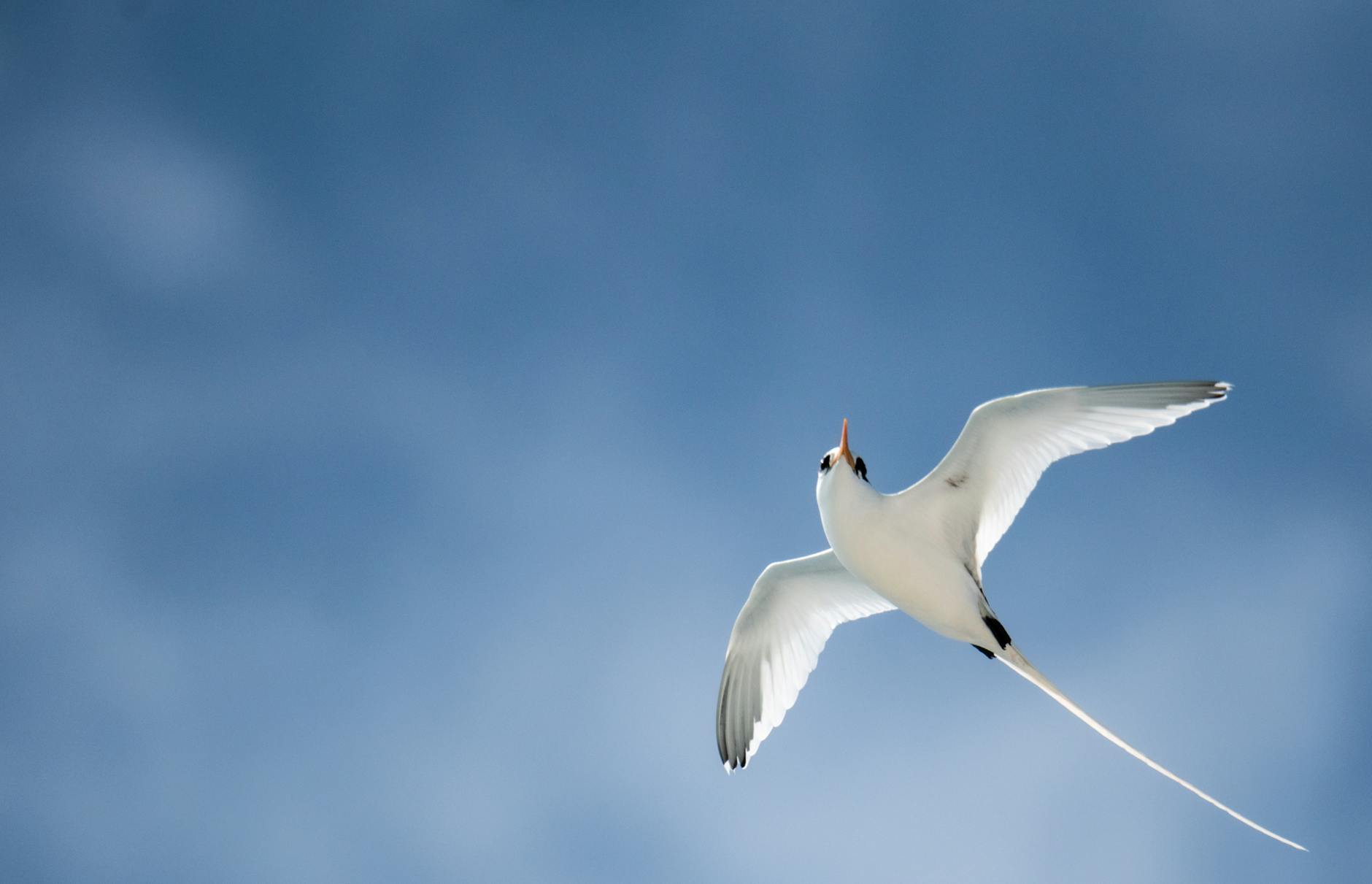 Conversion Rates—Why Long-Tail Traffic Is Financially Superior