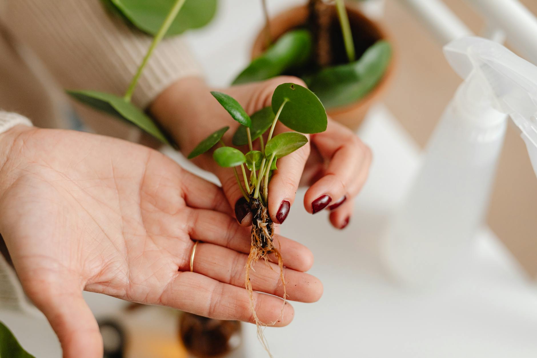 Drying Out the Roots and Propagating Healthy Leaves