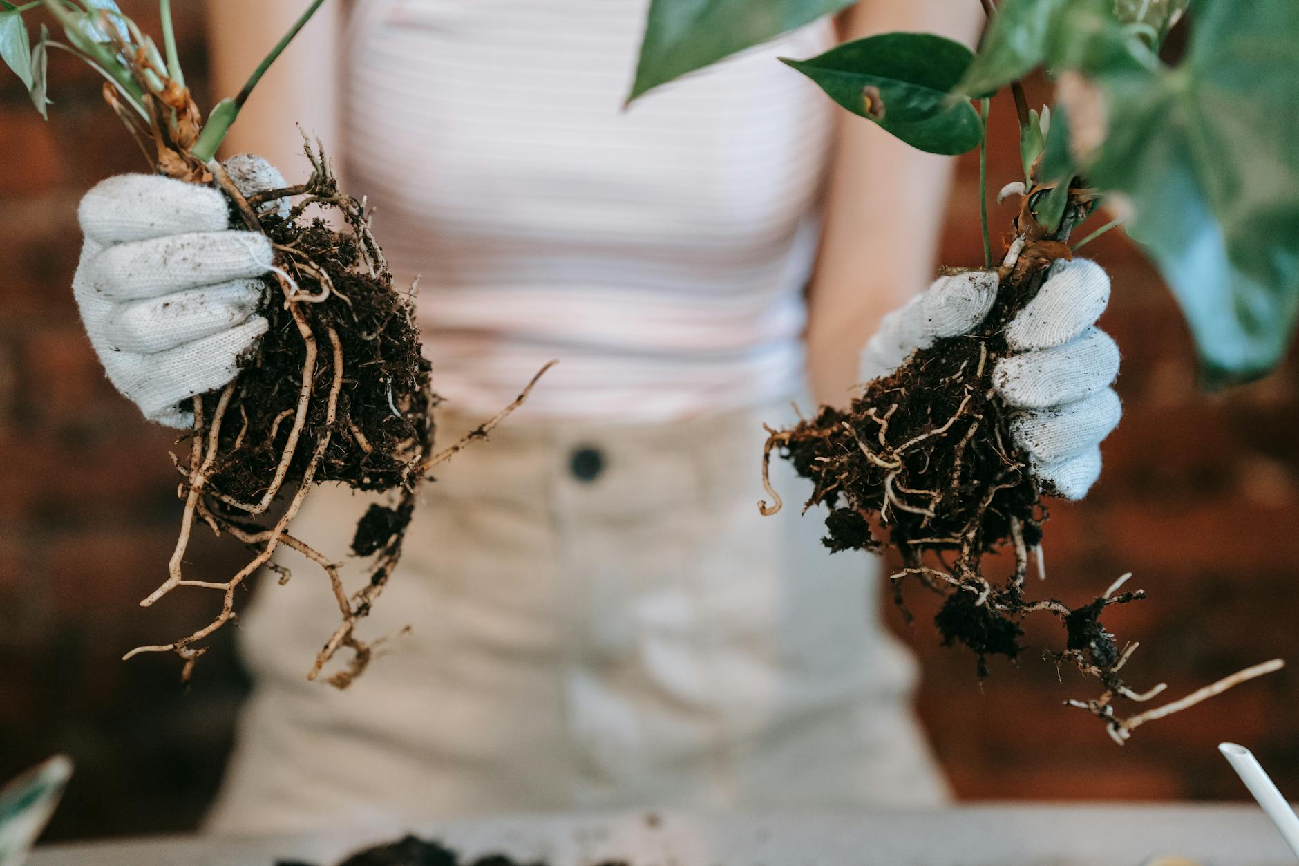 Encouraging Aerial Root Development and Attachment