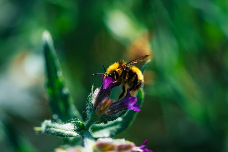How Bumblebee Population Studies Tracked Recovery in Specific Regions - Featured image