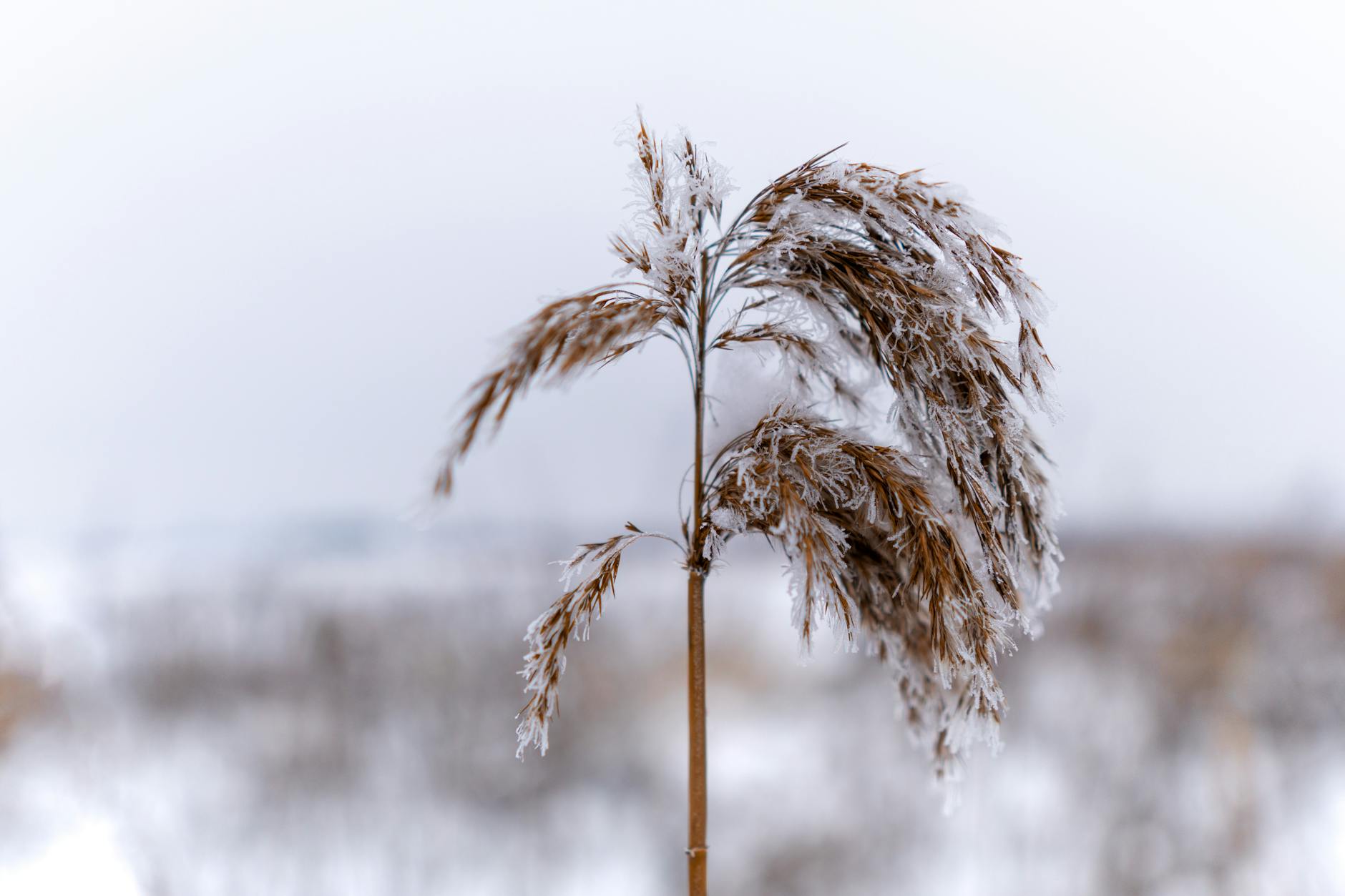 How Do Plants Know When Winter Is Coming?
