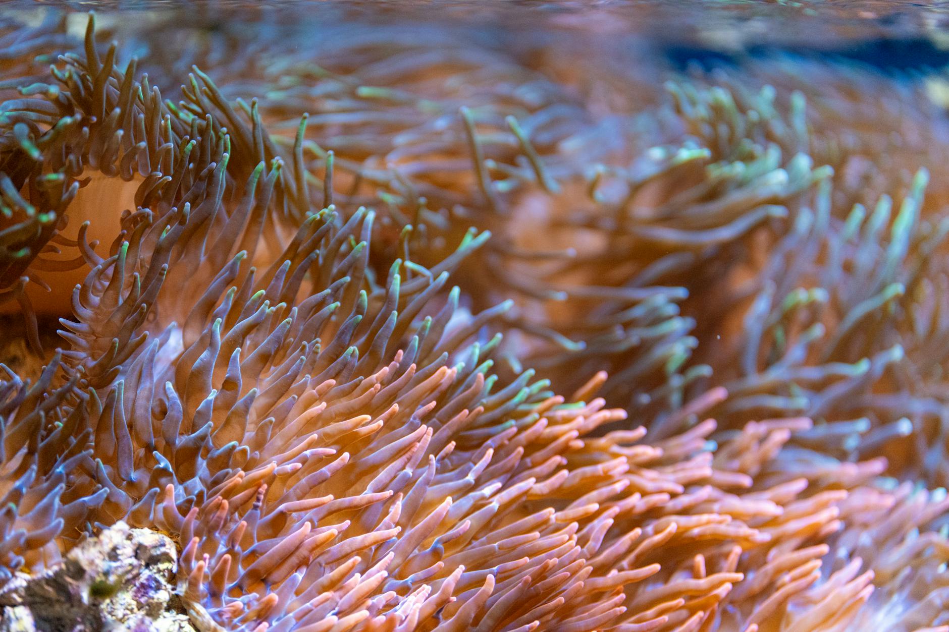 How Does Saltwater Actually Change Meat Structure?