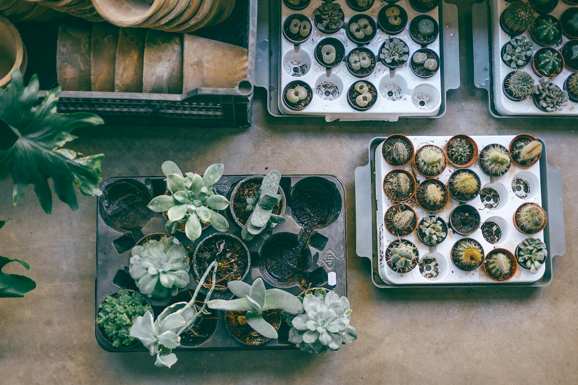 How Pebble Trays Create a Microclimate Year-Round