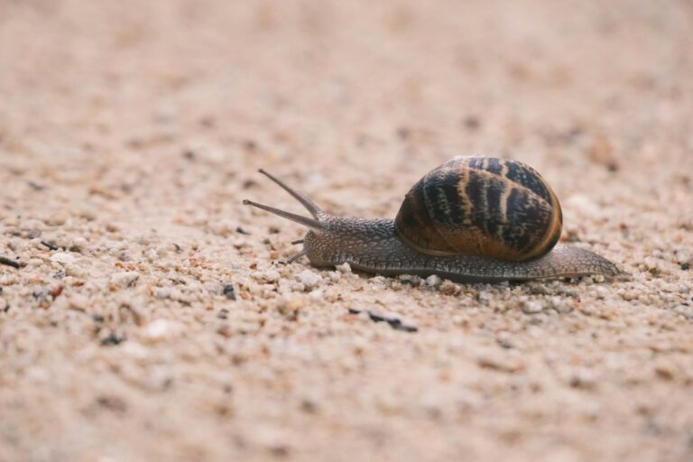 How Snail Mucin Became a Mainstream Ingredient - Featured image